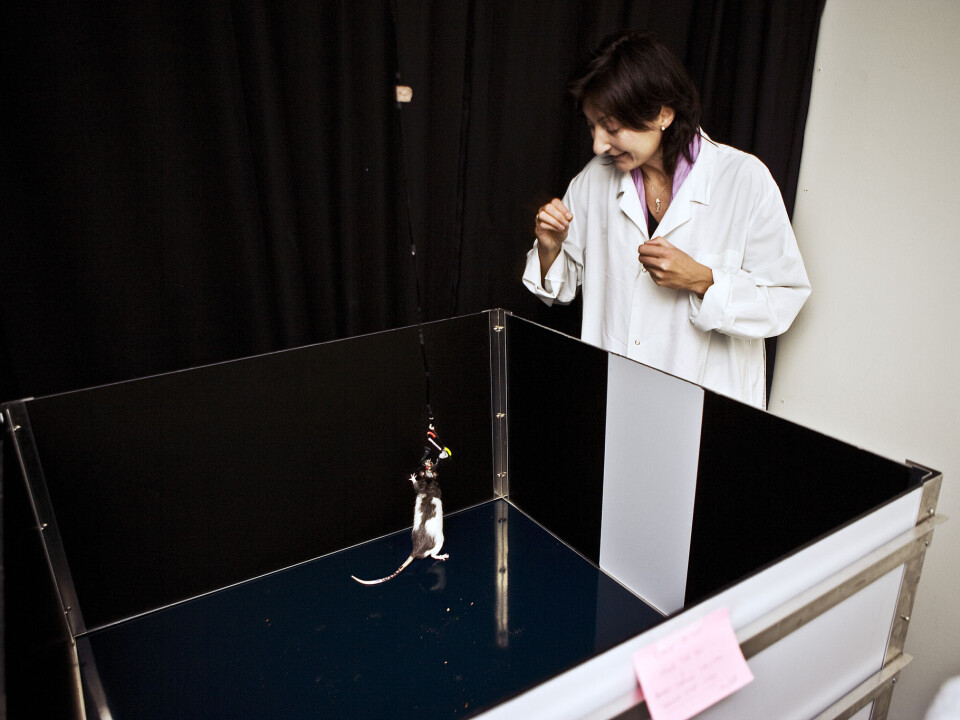 May-Britt Moser in 2007, as she looks at one of the laboratory rats that has helped her and her husband Edvard and their colleagues understand how the brain creates a sense of location. (Photo: Kavli Institute for Systems,Neuroscience/Centre for Neural Computation Kavli Institute, NTNU)