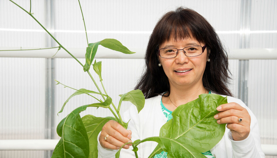 Senior researcher Jihong Liu Clarke began working on producing a vaccine against dengue fever four years ago. (Photo: Siri Elise Dybdal)