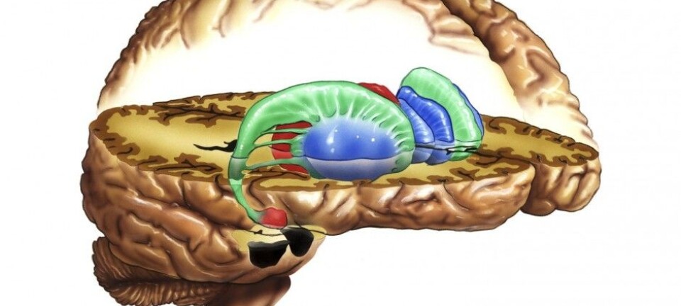 How do our brains react when income is distributed?