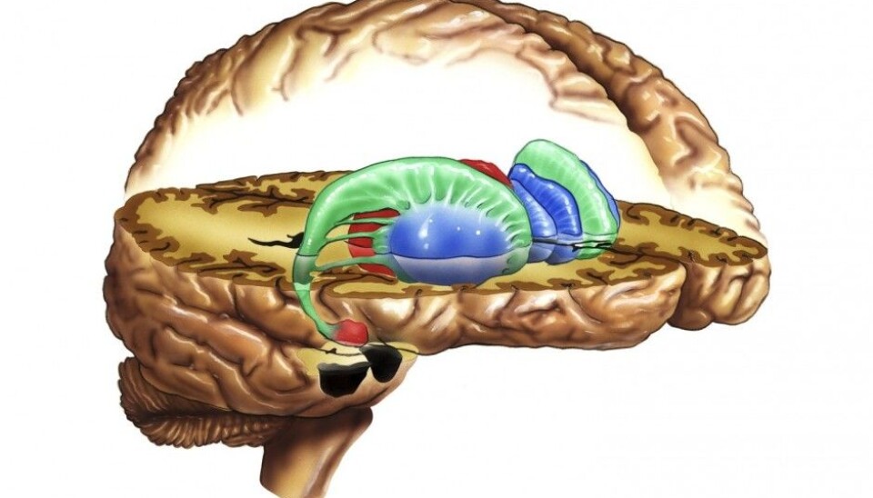 The researchers looked at the striatum, the “reward centre” of the brain. By measuring our reaction to questions related to fairness, equality, work and money, this part of the brain may hold some answers to the issue of how we perceive distribution of income. (Photo: Science Photo Library)