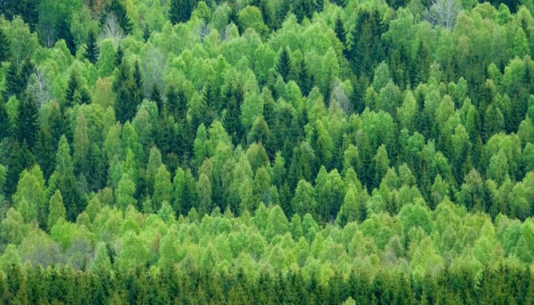 Norway’s forests are comprised of nearly 2,000 trees per Norwegian, if you include trees down to chest height. These particular specimens are in Romerike, Akershus County. (Photo: Øystein Søbye / NN / Samfoto)
Norway’s forests are comprised of nearly 2,000 trees per Norwegian, if you include trees down to chest height. These particular specimens are in Romerike, Akershus County. (Photo: Øystein Søbye / NN / Samfoto)