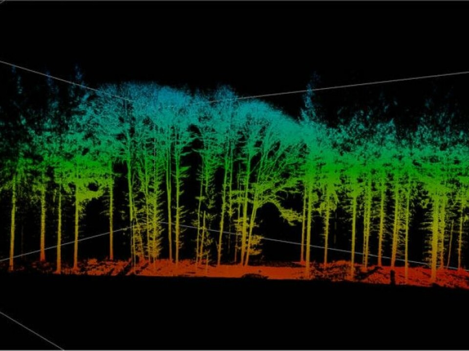 Researchers at Technische Universität München (TUM) in Munich have used laser scans like this to make pictures of how growth changes the structure of the crowns of trees. (Photo: G. Schütze / TUM)