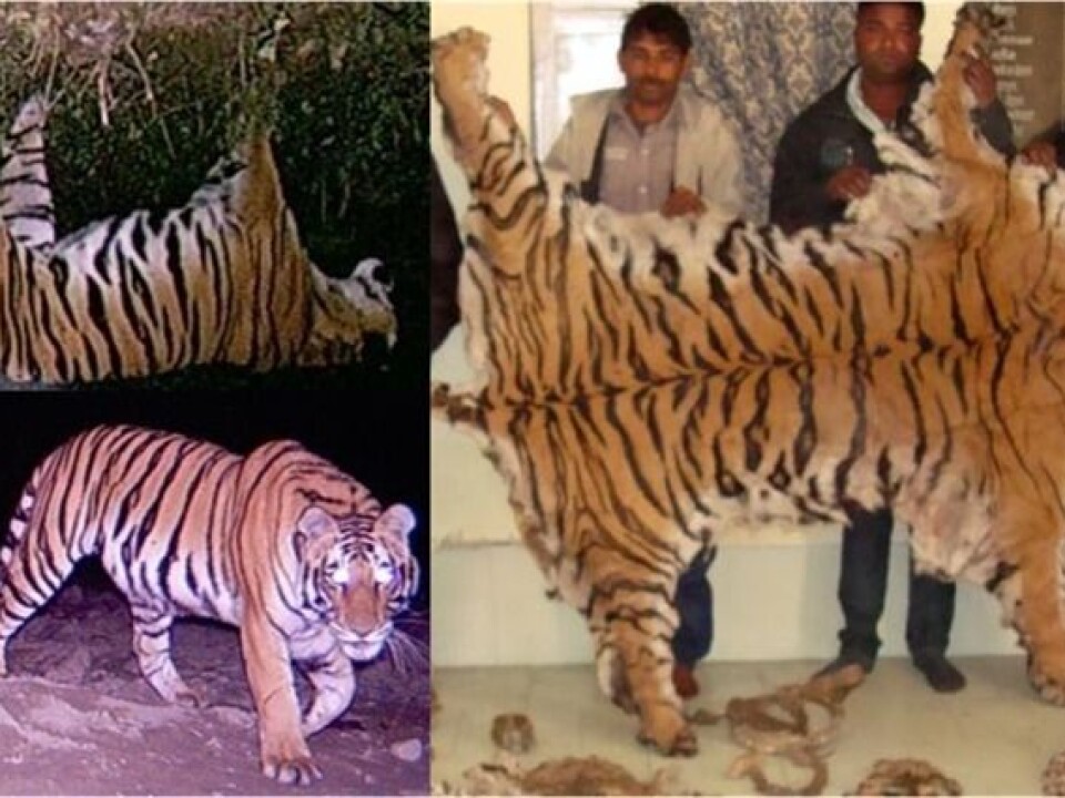 Investigation of poaching is based on forensics, camera trapping and digital image analysis. Seized tiger skin from the town of Najibabad (Northern India) and accompanying camera trap images from the southeastern boundary of the Rajaji National park. Photo © Wildlife Institute of India (WII)
