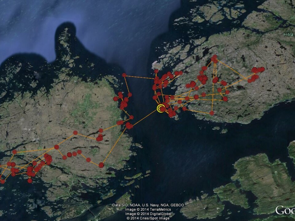 The map shows the movements of a young sea eagle over the course of a few days in September. This young bird was born in a nest near the Smøla wind farm in 2014. Its movements, which have been between Hitra and Smøla in recent weeks, are its first away from its parent’s nest. (Photo: Google)