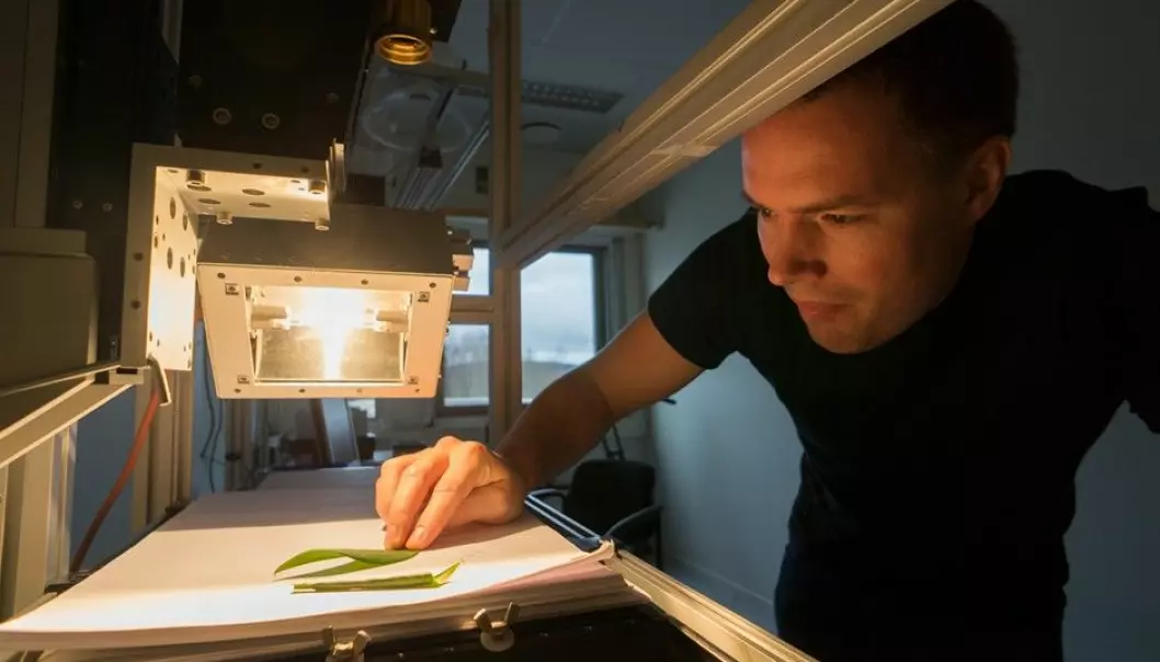 Hallvard Skjerping of Norsk Elektro Optikk (NEO) at work with one of the hyperspectral cameras the company produces. Biological materials, such as leaves, are an example of objects the colour-sensitive camera excels in analysing. (Photo: Arnfinn Christensen, forskning.no)