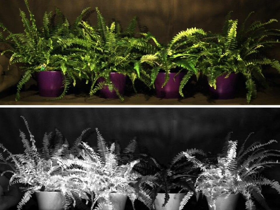 Above: Which plant is artificial? In visible light they look the same. Below: Bathed in a special red colour the artificial plant reveals itself. (Photo: Torbjørn Skauli, FFI)