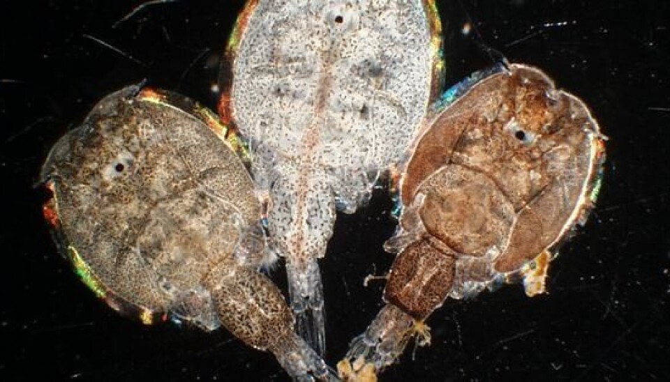 Salmon lice (Photo: Karin Kroon Boxaspen)