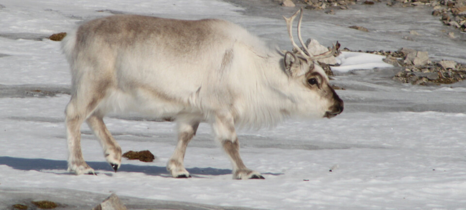 Extreme weather in the Arctic causes problems for people and wildlife
