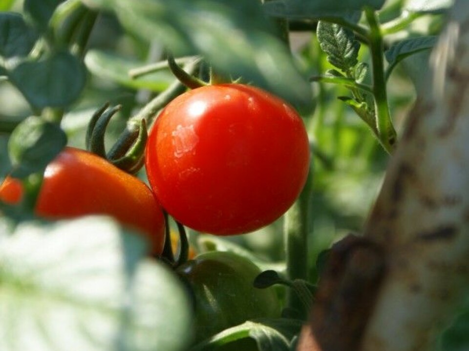 Could cherry tomatoes be candidates for space salads and lasagnes? (Photo: JS/Creative commons)