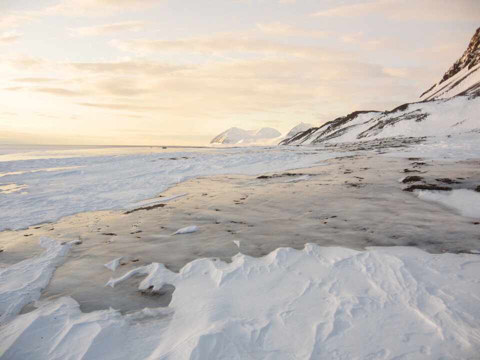 An unusually thick cover of ice, averaging 15.3 cm, covered areas of the Svalbard archipelago after a very rare rainstorm in January. (Photo: Brage Bremset Hansen)