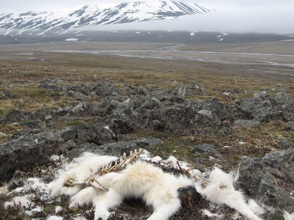 Reindeer mortality increased dramatically in some herds after an unusual January 2012 rain on snow event. (Photo: Brage Bremset Hansen)