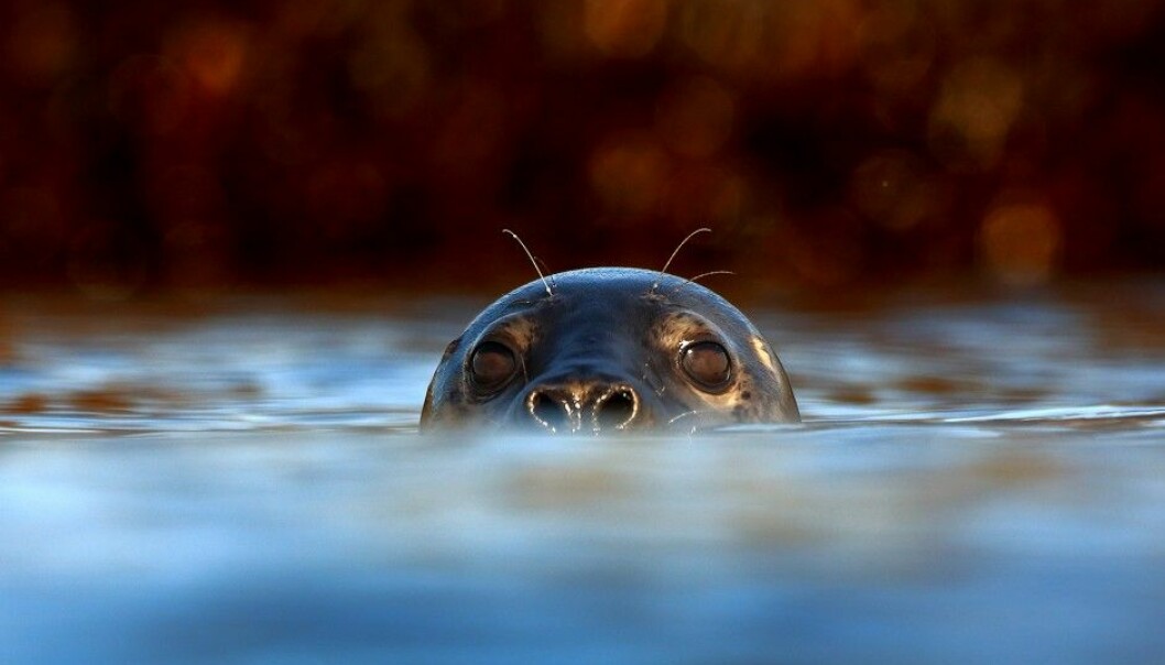 What goes on among seals down in the depths? We know surprisingly little. (Photo: Audun Rikardsen)
