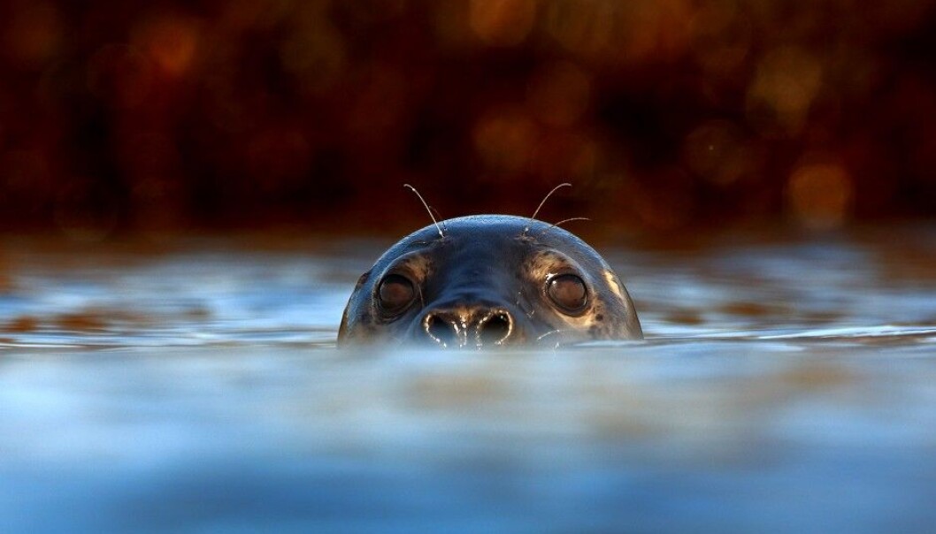 What goes on among seals down in the depths? We know surprisingly little. (Photo: Audun Rikardsen) What goes on among seals down in the depths? We know surprisingly little. (Photo: Audun Rikardsen)