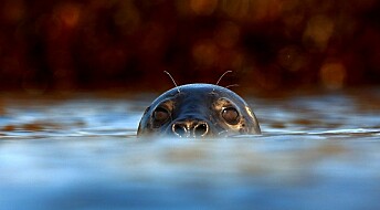 Spying on seals with videocams and sensors