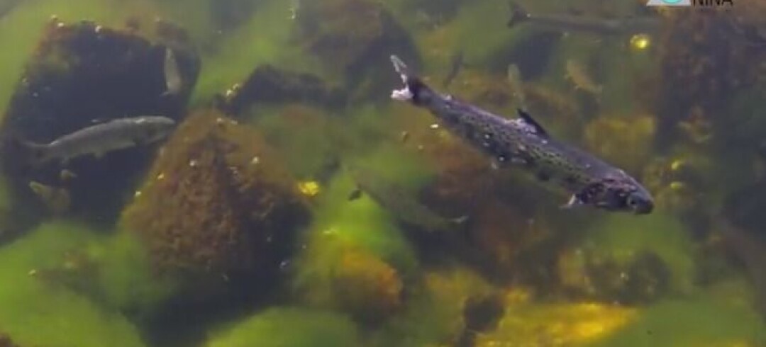 Video: Salmon lice on sea trout and Atlantic salmon