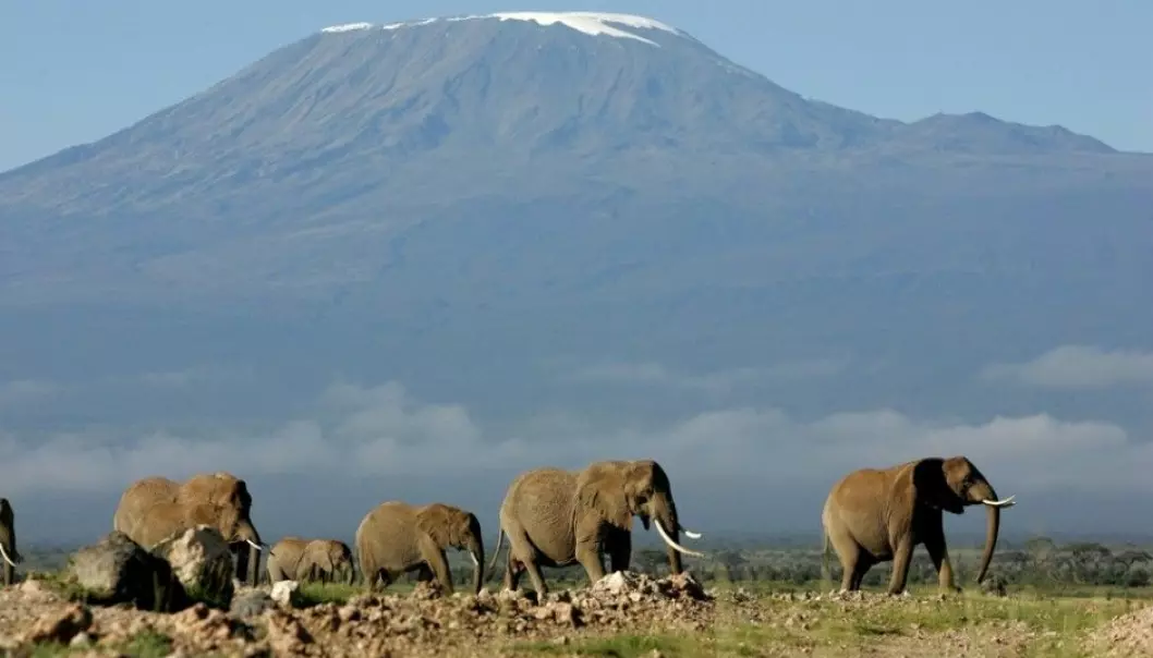 The experience of actually standing at the foot of Kilimanjaro in Kenya and seeing a herd of pachyderms can give you goose bumps. Tourists are increasingly eager to reach exotic destinations. But their carbon footprints are far more elephantine than anything the largest land mammals can make. (Photo: Karel Prinsloo/Scanpix)