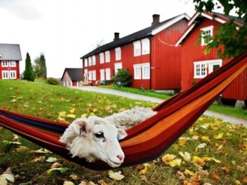 Tourists visiting Berg Farm at Inderøy near Trondheim can actually see where their food comes from. Lambs are raised, slaughtered and eaten. Norway should place a greater emphasis on this type of tourism and be more oriented towards closer markets, suggest tourist researchers. Photo: Magnar Kirknes, Scanpix) Tourists visiting Berg Farm at Inderøy near Trondheim can actually see where their food comes from. Lambs are raised, slaughtered and eaten. Norway should place a greater emphasis on this type of tourism and be more oriented towards closer markets, suggest tourist researchers. Photo: Magnar Kirknes, Scanpix)