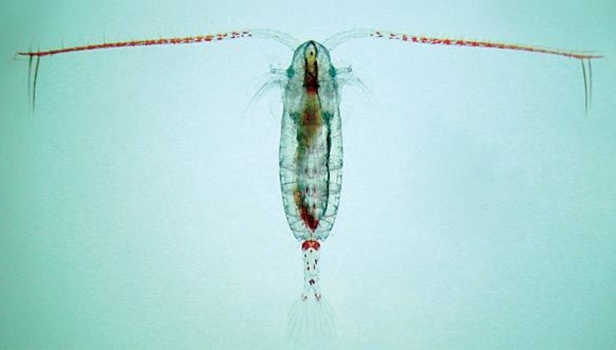 Polyon Fish An acidic ocean may mean less fish