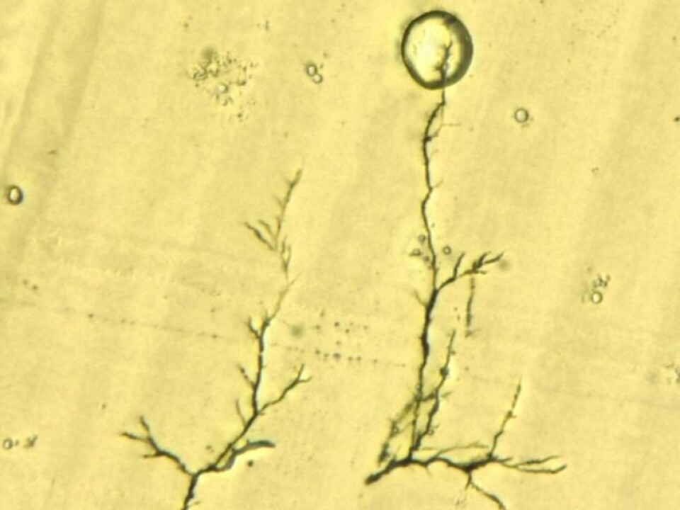 This is what an 'electrical tree' looks like in the microscope. (Photo: SINTEF)