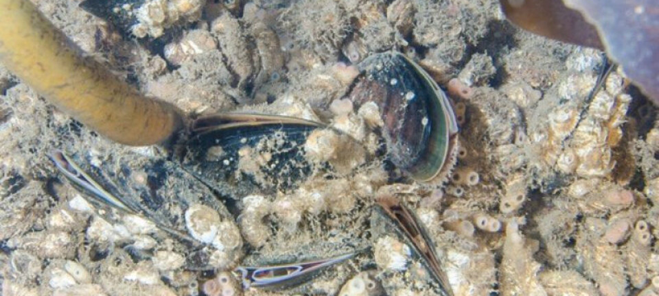 Blue mussels à la Svalbard on the menu?
