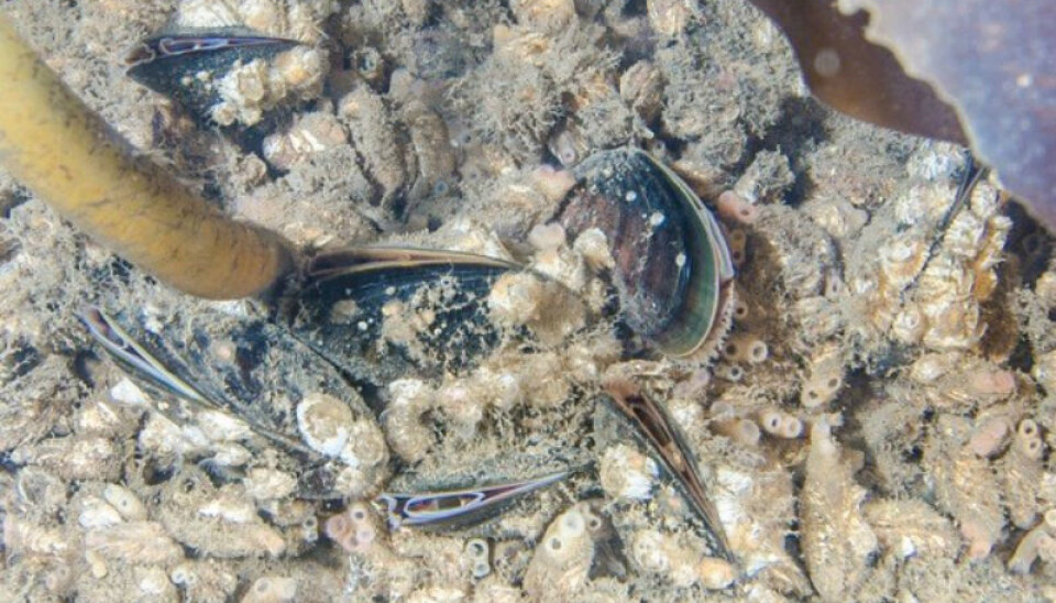 Blue mussels on the Longyearbyen quay construction. The number og small and large blue mussels are much higher than ever before observed in Svalbard. (Photo: Peter Leopold).