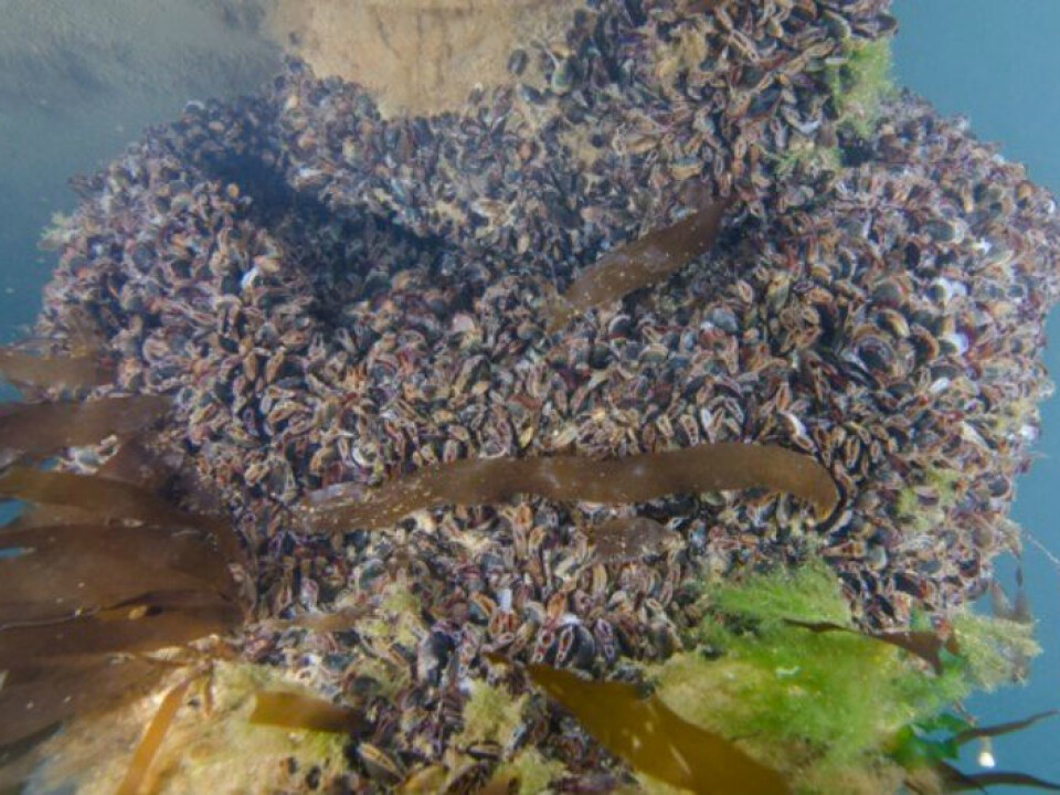 A carpet of young blue mussels found under one of the local boats in Svalbard. (Photo: Peter Leopold).