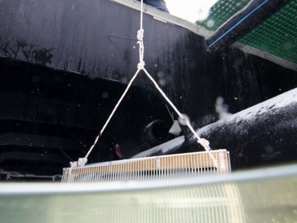 Daniel Vogedes (UNIS and UiT) depositing a holder with blue mussels collected in Longyearbyen. Each mussel is marked with an ID number and will be measured and weighed each month from now until next autumn. (Photo: Peter Leopold).