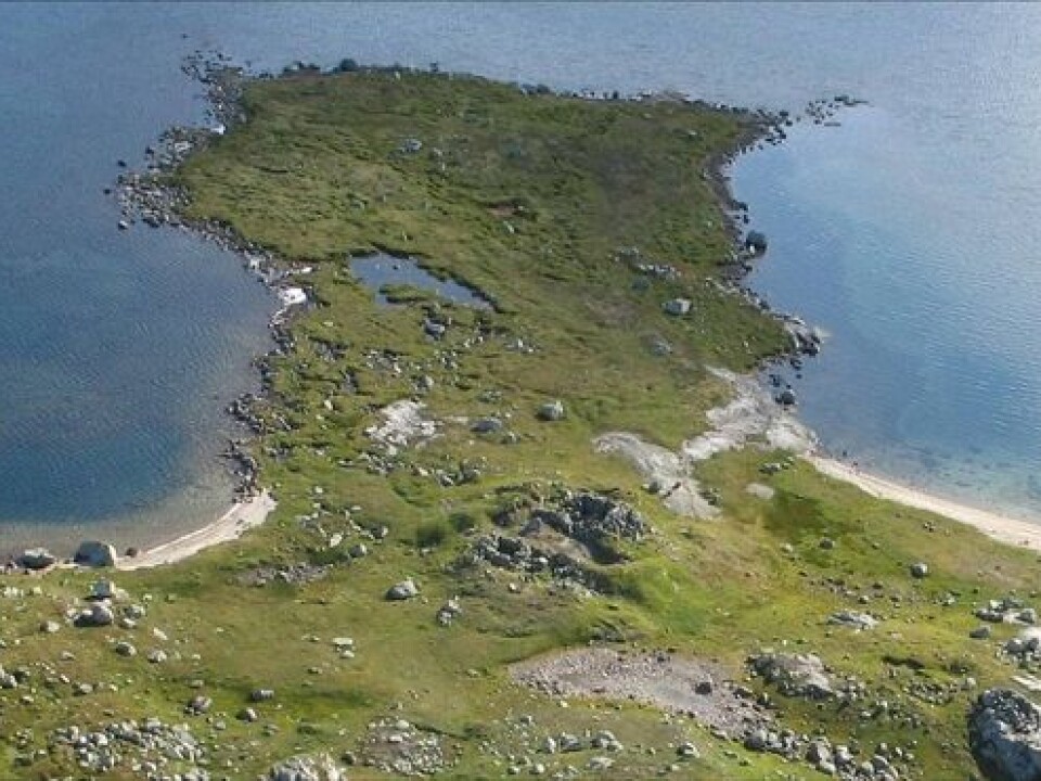 The Sumtangen spit with the ruins of stone buildings from the 1200s. Nearly 50 cubic metres of reindeer bones lie under the green grass turf in the vicinity. The animals were herded into the lake here. (Photo: S. Indrelid, University Musuem of Bergen)