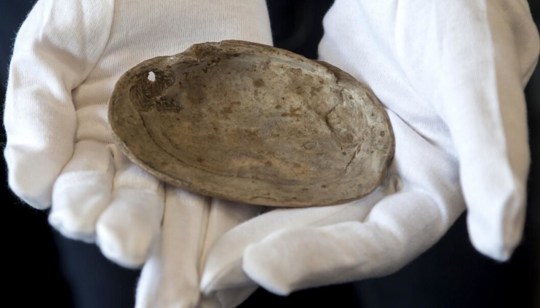 The engravings found on a shell from the Trinil region of Java in Indonesia are 350,000 years older than similar engravings in Africa. (Photo: Henk Caspers/Naturalis) The engravings found on a shell from the Trinil region of Java in Indonesia are 350,000 years older than similar engravings in Africa. (Photo: Henk Caspers/Naturalis)