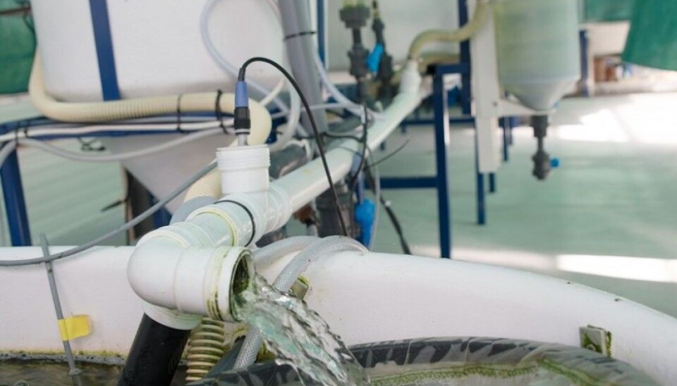 This is picture shows a piece of “the heart” in the Aquaponics system, at Bioforsk Landvik in Grimstad. Here ammonia from the fish are transformed into nitrite and nitrate, which the plants can make use of. (Photo: Anette Tjomsland)