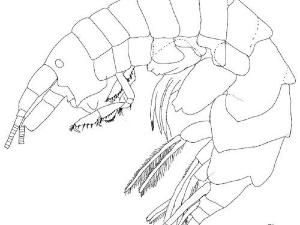 A detailed drawing of the new animal is needed in order to publish the findings (Drawing: Halldis Ringvold og Anne Helene Tandberg)