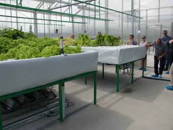 In the plant section of the aquaponics system, to the right, the plants gets nutrition from the fishes. In the section to the left salad is grown with regular fertilizers, to compare with the results from the aquaponics section. The plants float on the water on a styrofoam board. (Photo: Anette Tjomsland) In the plant section of the aquaponics system, to the right, the plants gets nutrition from the fishes. In the section to the left salad is grown with regular fertilizers, to compare with the results from the aquaponics section. The plants float on the water on a styrofoam board. (Photo: Anette Tjomsland)