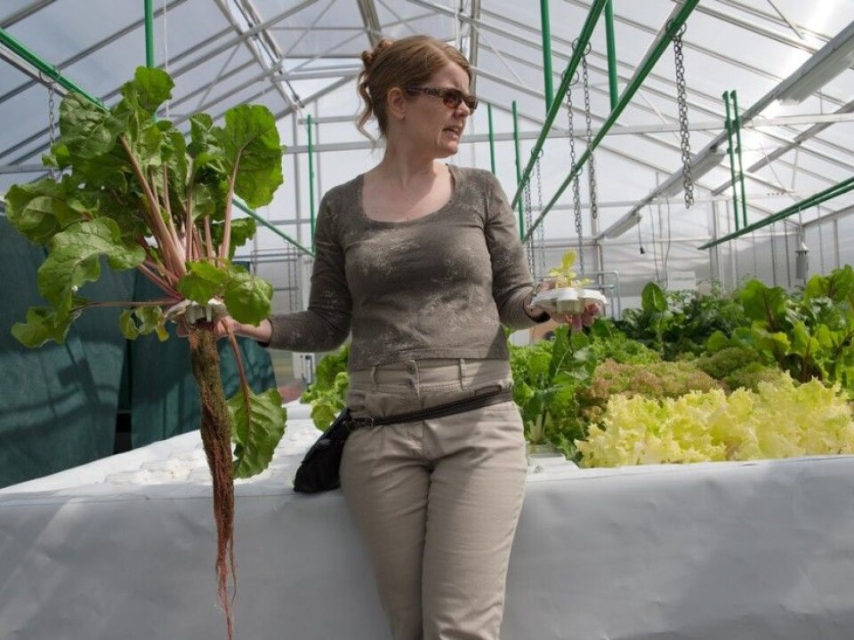 “Here we see that some plants manage better with small amounts of nutrients. This one has understood the importance of pushing on with roots to get hold of the nutrition.” says Researcher Randi Seljåsen.
There are more plants in the water then the available amount of nutrition. The brightest plants experience the greatest nutrient deficiency. “We chose to use a lot of plants in order to learn,” says Seljåsen. She thinks it is interesting to observe how some plants manage better than others. (Photo: Anette Tjomsland)
