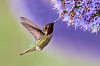 all bird