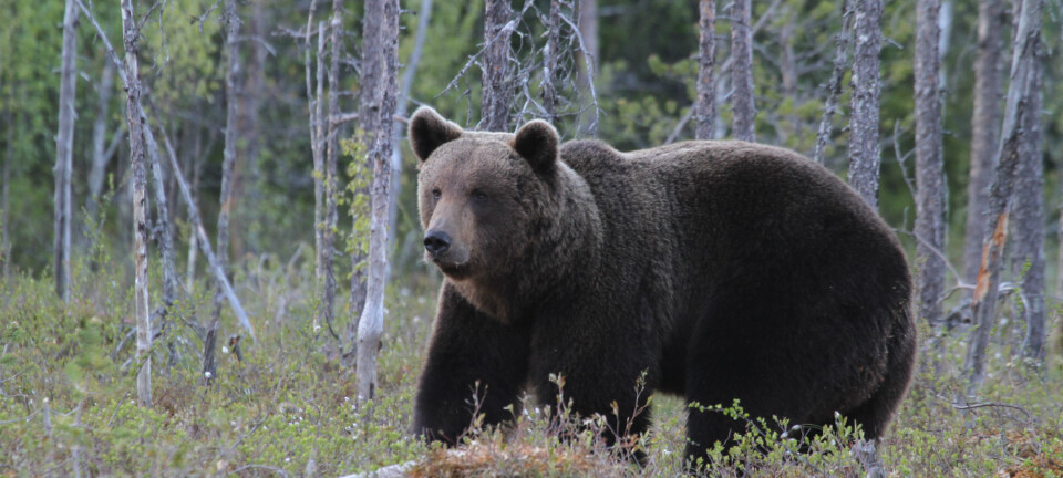Europe's bears and wolves are back
