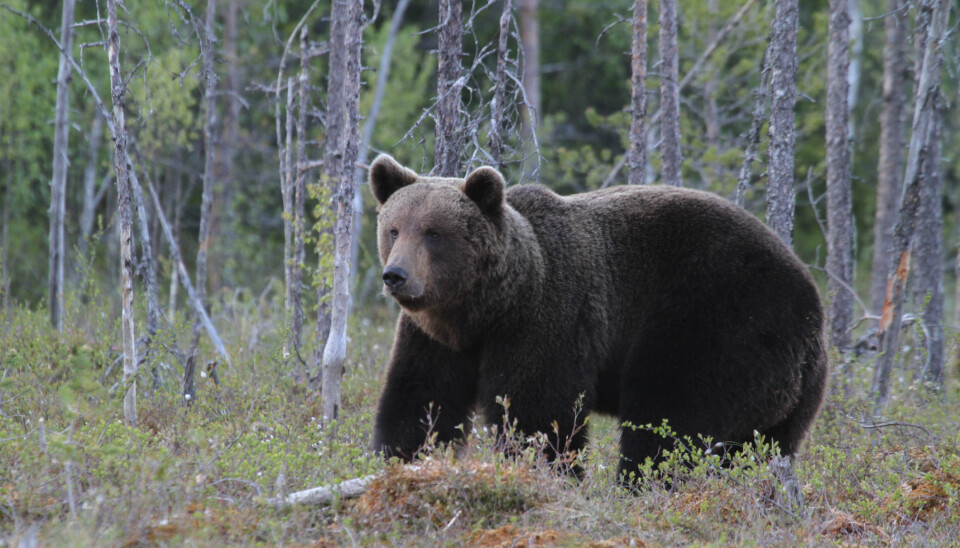 Brown bear in Finland. (Photo: Jan Ove Gjershaug, The Norwegian Institute for Nature Research)
