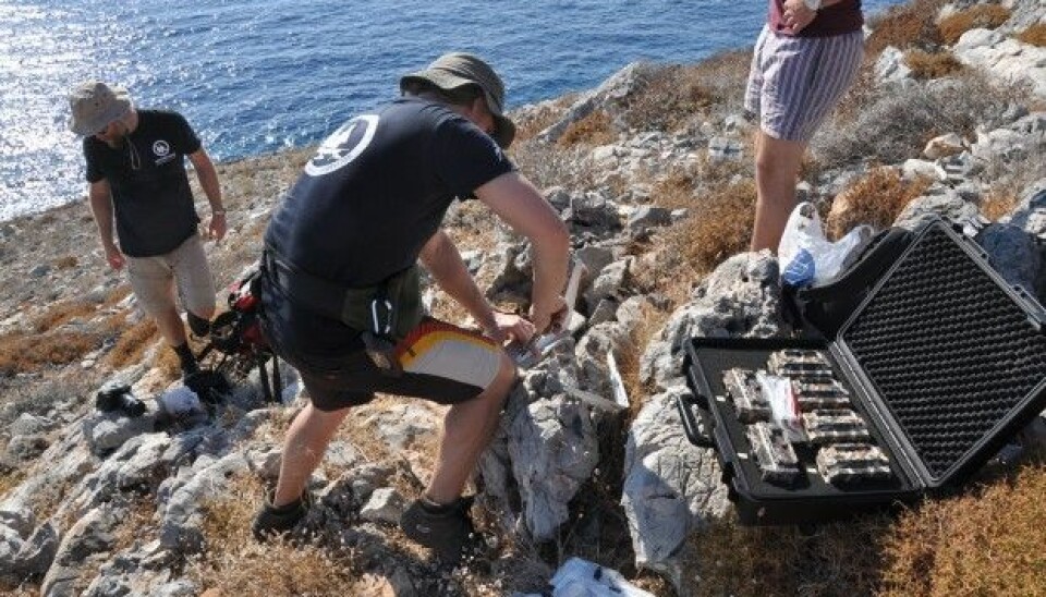 Steen and his team rigging up the equipment for capturing video of the
birds. Each camera is hidden about one metre from one of eight nests.
(Photo: Giulia De Amicis)