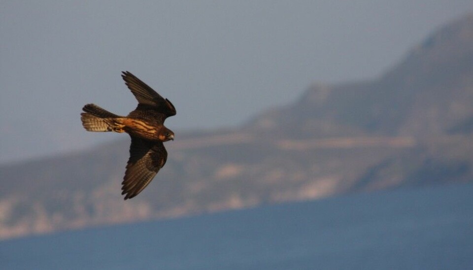 The elegant Eleonora’s falcon, with its impressive wingspan. (Photo: Jostein Meisdalen)