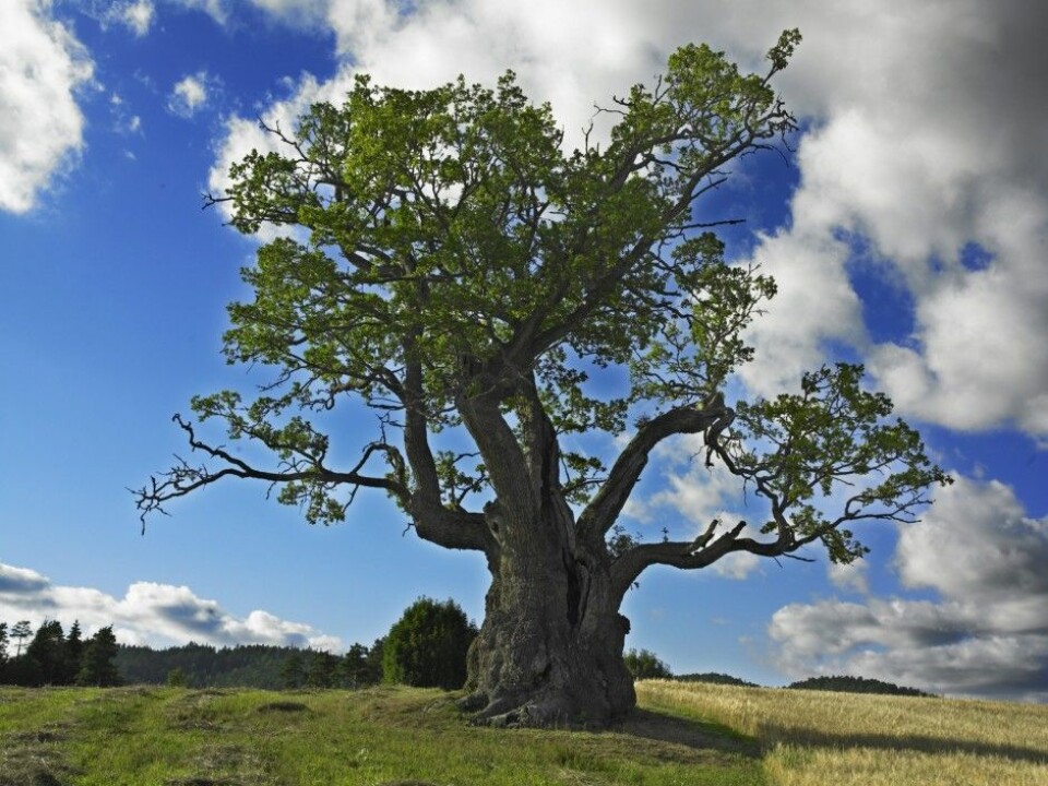 Hollow oaks in Norway are usually from 200 to 500 years old. The Mollestad Oak in Birkenes Municipality in Aust-Agder County is over 1,000 years old. It is 3.5 metres in diameter and thus its trunk is third broadest in Norway. Its circumference is 10.5 metres. Some of the largest oaks are found at sunny spots on old farmlands. If Norwegians don’t preserve these relics of the past they will be gone, along with the multitude of living organisms that rely on them. (Photo: Steinar Myhr, NN/Samfoto)