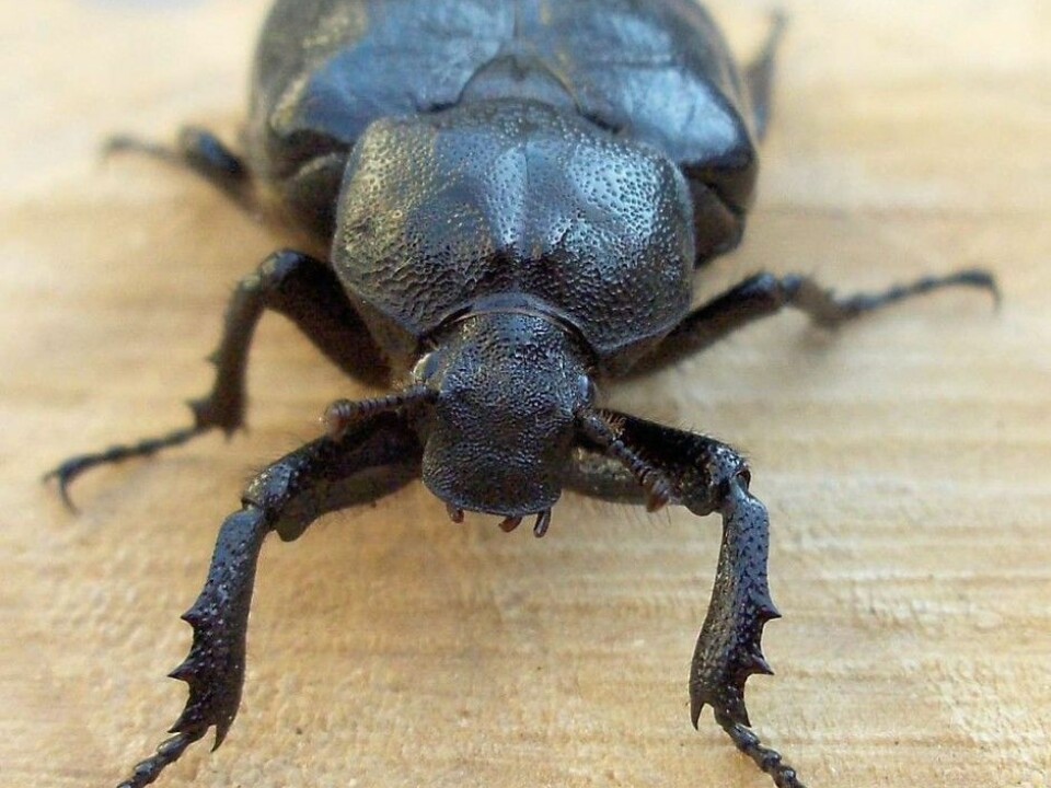 This is probably the first photo taken of a Norwegian hermit beetle, one of the largest beetle species in the county. The hermit had not been seen in Norway since the 1800s until it was found in some hollow trees in Tønsberg that were on the verge of being chopped down. The females never travel more than 200 metres in the course of a lifetime. This indicates that there was once a contiguous cover of ancient oak trees with hollow trunks all the way from Southern Sweden and up around the Oslo Fjord and down through Norway’s Vestfold County. The beetle could not have spread without such a cover. The species will probably die out within a few years, despite being protected.  (Photo: (Foto: Magne Flåten, Wikimedia Commons)