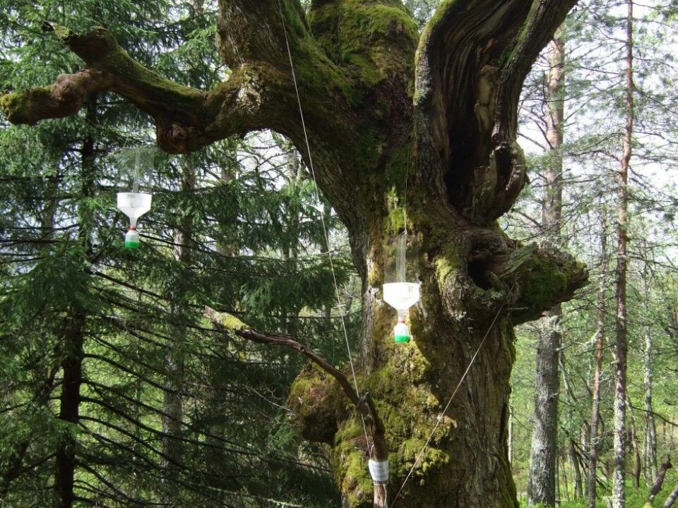 Hanne Eik Pilskog, a PhD candidate, has studied 16 old oak trees with hollow cavities in the Agder Counties on the southern tip of Norway and in Larvik, Vestfold County.  She has set up insect traps to identify the species that live in and on the trees. Note the Norway spruce trees that are encroaching on this particular ancient oak. (Photo: Hanne Eik Pilskog)