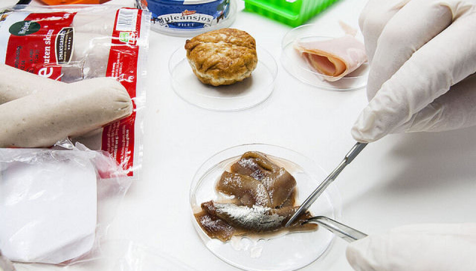 Tissue sampling of “Christmas anchovies” (actually European sprat, Sprattus sprattus). (Photo: Åge Hojem, NTNU University Museum).