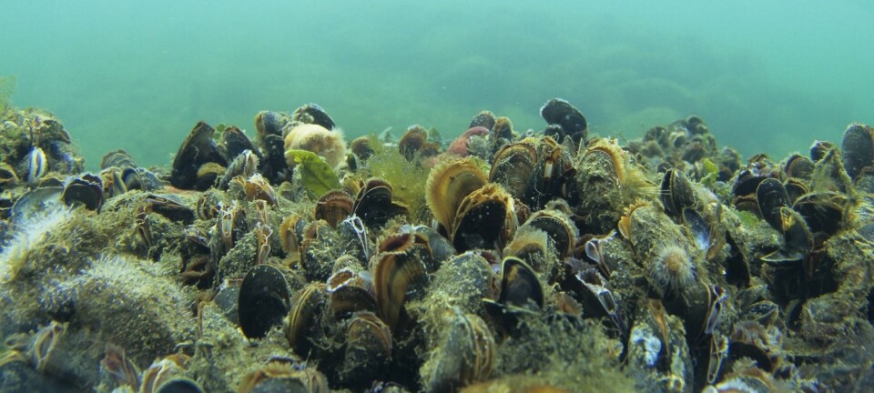 Spotting suitable space for aquaculture