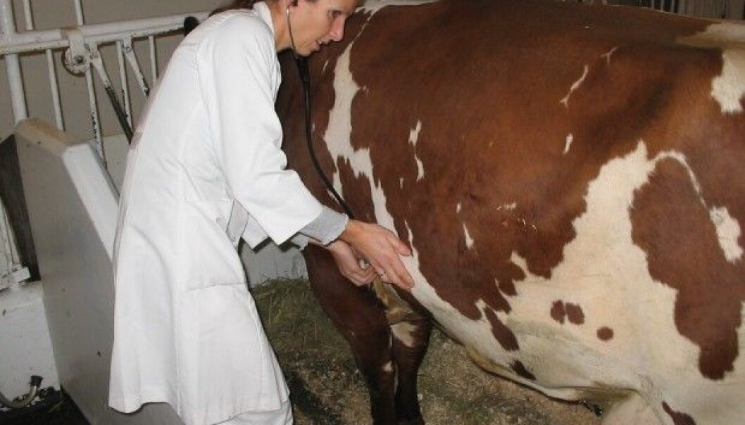 Veterinarian Thea Blystad Klem at NMBU studies pneumonia in barns. (Photo: Faisal Suhel) Veterinarian Thea Blystad Klem at NMBU studies pneumonia in barns. (Photo: Faisal Suhel)
