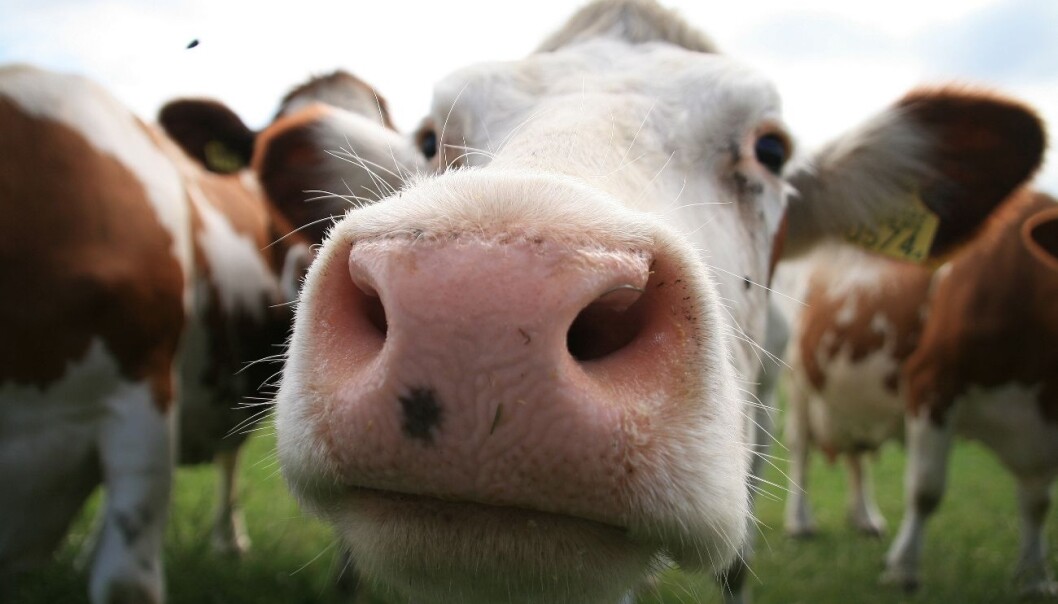 Many cows have cow diarrhoea viruses in the nose. People can carry the same virus, but we don't get sick. (Photo: Colourbox) Many cows have cow diarrhoea viruses in the nose. People can carry the same virus, but we don't get sick. (Photo: Colourbox)