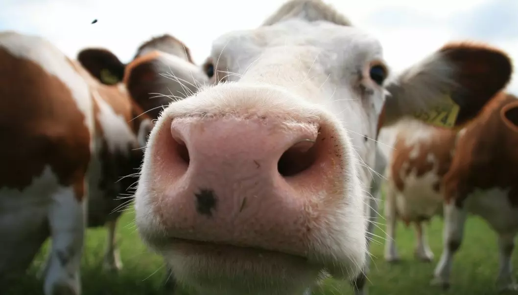 Many cows have cow diarrhoea viruses in the nose. People can carry the same virus, but we don't get sick. (Photo: Colourbox)