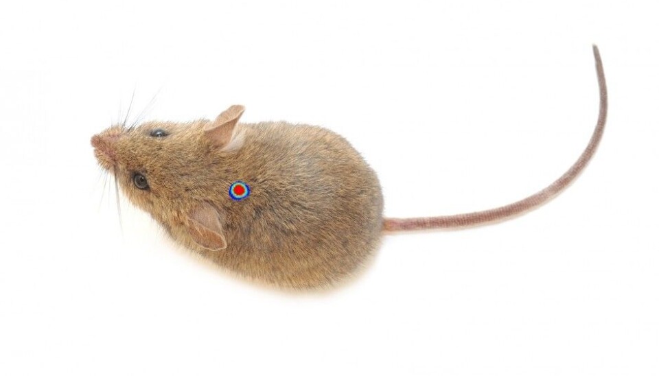 The brightly coloured mark denotes the transplanted stem cells in the mouse’s neck. (Illutration: Colourbox)