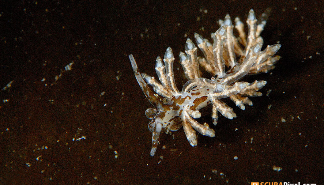 Recorded for the first time in Norwegian waters: the sea slug species Eubranchus doriae. (Photo: Christian Skauge) Recorded for the first time in Norwegian waters: the sea slug species Eubranchus doriae. (Photo: Christian Skauge)