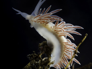 They look delicate and innocent, but nudibranchs have developed ingenious defense mechanisms. (Photo: Per Harald Olsen / NTNU) They look delicate and innocent, but nudibranchs have developed ingenious defense mechanisms. (Photo: Per Harald Olsen / NTNU)