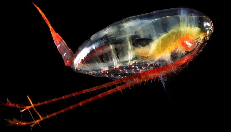 The full Latin name of the calanus copepod is Calanus finmarchicus, and it can grow to up to 3 millimetres. It has a lifespan of about one year and spawns in the spring. The calanus copepod eats phytoplankton. (Photo: Terje van der Meeren, Institute of Marine Research)